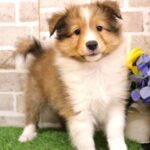 兵庫県のシェットランドシープドッグ (ペット・プラザ アミーゴつかしん店/2025年8月14日生まれ/男の子/セーブルホワイト)の子犬の3枚目の画像