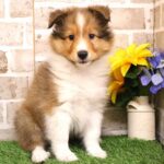 兵庫県のシェットランドシープドッグ (ペット・プラザ アミーゴつかしん店/2025年8月14日生まれ/男の子/セーブルホワイト)の子犬の2枚目の画像