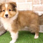 兵庫県のシェットランドシープドッグ (ペット・プラザ アミーゴつかしん店/2025年8月14日生まれ/男の子/セーブルホワイト)の子犬の1枚目の画像