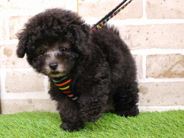 兵庫県のトイプードル(トイ) (ペット・プラザ アミーゴ神戸西店/2025年9月8日生まれ/男の子/グレー(旧シルバー))の子犬の2枚目の画像