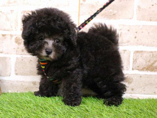 兵庫県のトイプードル(トイ) (ペット・プラザ アミーゴ神戸西店/2025年9月8日生まれ/男の子/グレー(旧シルバー))の子犬の3枚目の画像