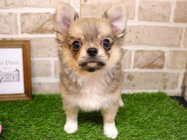 兵庫県のチワワ(ロング) (ペット・プラザ アミーゴ神戸西店/2025年9月19日生まれ/男の子/フォーンホワイト)の子犬の1枚目の画像