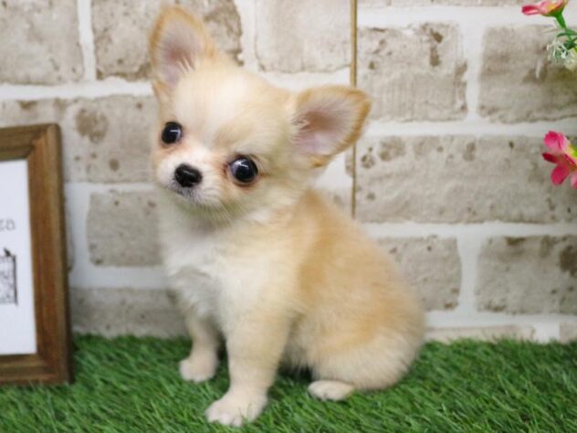 兵庫県のチワワ(ロング) (ペット・プラザ アミーゴ神戸西店/2025年9月11日生まれ/女の子/チョコレートクリームタンホワイト)の子犬の1枚目の画像