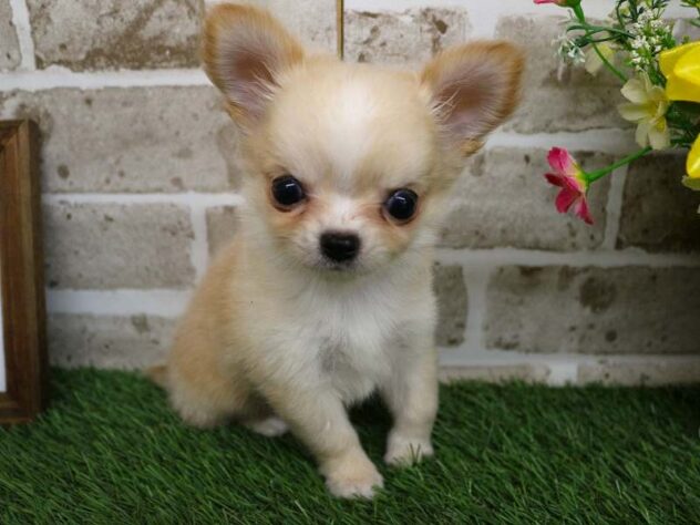 兵庫県のチワワ(ロング) (ペット・プラザ アミーゴ神戸西店/2025年9月11日生まれ/女の子/チョコレートクリームタンホワイト)の子犬の2枚目の画像