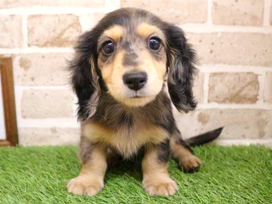 兵庫県のミニチュアダックスフンド(ロング) (ペット・プラザ アミーゴ神戸灘店/2025年9月9日生まれ/男の子/シルバーダップル)の子犬の1枚目の画像