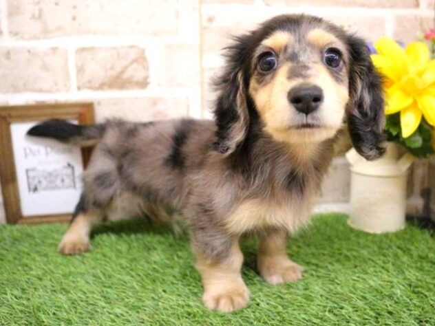 兵庫県のミニチュアダックスフンド(ロング) (ペット・プラザ アミーゴ神戸灘店/2025年9月9日生まれ/男の子/シルバーダップル)の子犬の2枚目の画像