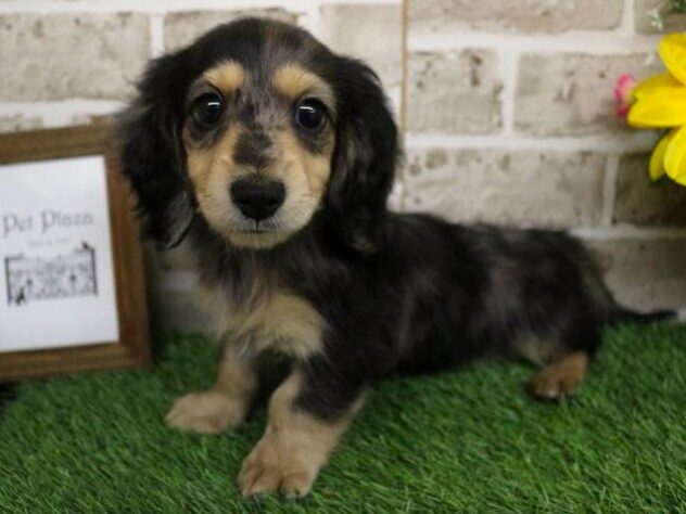 兵庫県のミニチュアダックスフンド(ロング) (ペット・プラザ アミーゴ神戸灘店/2025年9月9日生まれ/男の子/シルバーダップル)の子犬の3枚目の画像