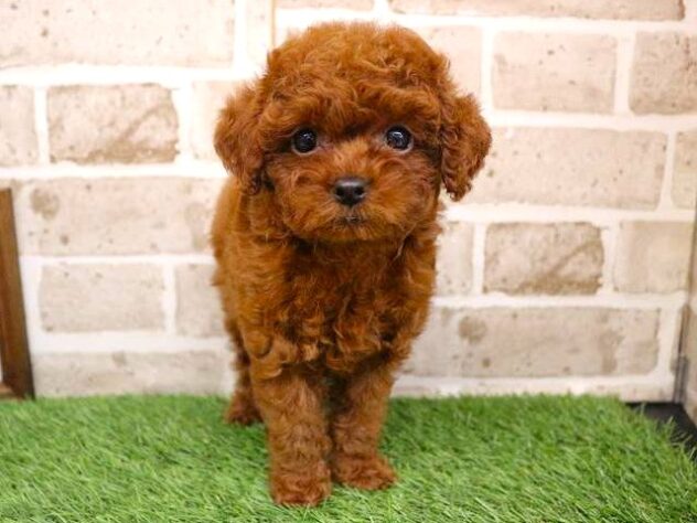 兵庫県のトイプードル(トイ) (ペット・プラザ アミーゴ神戸西店/2025年9月11日生まれ/女の子/レッドフォーン)の子犬の1枚目の画像