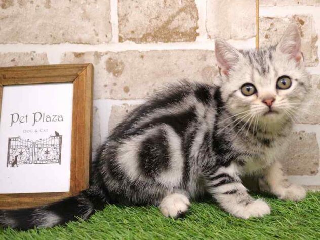 兵庫県のアメリカンショートヘアー (ペット・プラザ アミーゴ神戸西店/2025年9月10日生まれ/女の子/シルバータビー)の子猫の1枚目の画像