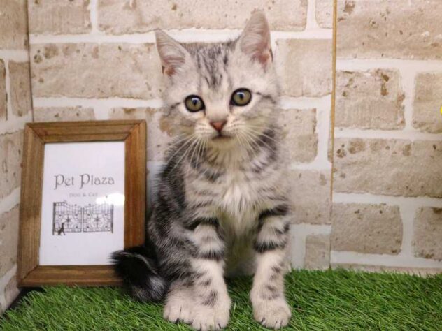 兵庫県のアメリカンショートヘアー (ペット・プラザ アミーゴ神戸西店/2025年9月10日生まれ/女の子/シルバータビー)の子猫の2枚目の画像