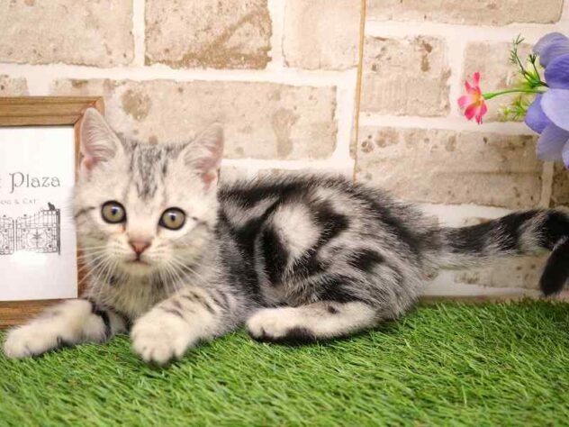 兵庫県のアメリカンショートヘアー (ペット・プラザ アミーゴ神戸西店/2025年9月10日生まれ/女の子/シルバータビー)の子猫の3枚目の画像