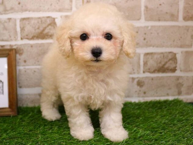 兵庫県のトイプードル(トイ) (ペット・プラザ アミーゴ神戸西店/2025年9月17日生まれ/女の子/ホワイト)の子犬の1枚目の画像