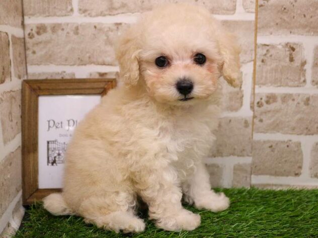 兵庫県のトイプードル(トイ) (ペット・プラザ アミーゴ神戸西店/2025年9月17日生まれ/女の子/ホワイト)の子犬の3枚目の画像