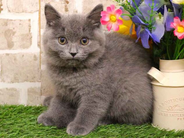 兵庫県のブリティッシュショートヘアー (ペット・プラザ アミーゴ神戸西店/2025年8月27日生まれ/女の子/ブルー)の子猫の1枚目の画像