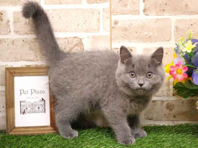 兵庫県のブリティッシュショートヘアー (ペット・プラザ アミーゴ神戸灘店/2025年8月27日生まれ/女の子/ブルー)の子猫の2枚目の画像