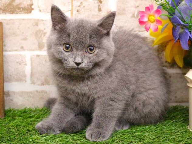 兵庫県のブリティッシュショートヘアー (ペット・プラザ アミーゴ神戸西店/2025年8月27日生まれ/女の子/ブルー)の子猫の3枚目の画像