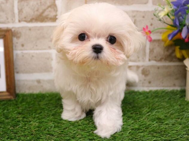 兵庫県のマルチーズ (ペット・プラザ アミーゴ神戸西店/2025年9月13日生まれ/女の子/ホワイト)の子犬の1枚目の画像