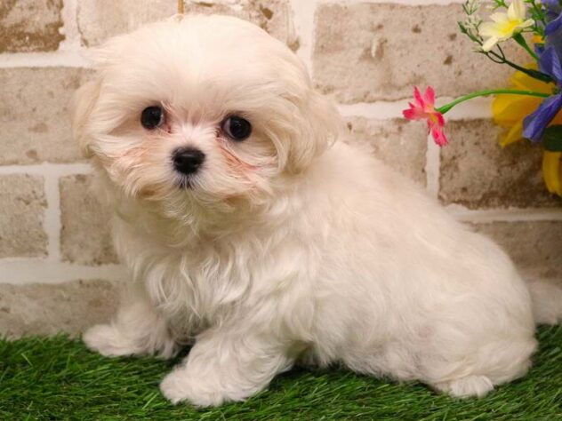 兵庫県のマルチーズ (ペット・プラザ アミーゴ神戸西店/2025年9月13日生まれ/女の子/ホワイト)の子犬の2枚目の画像