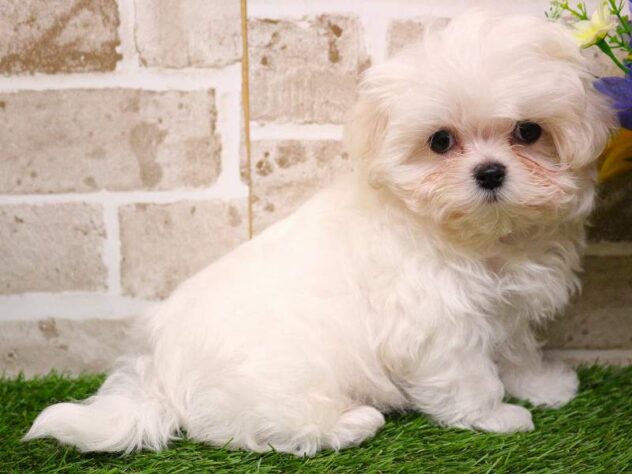 兵庫県のマルチーズ (ペット・プラザ アミーゴ神戸灘店/2025年9月13日生まれ/女の子/ホワイト)の子犬の3枚目の画像