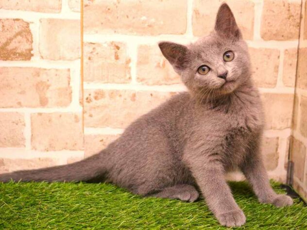 兵庫県のロシアンブルー (ペット・プラザ アミーゴ神戸灘店/2025年9月15日生まれ/女の子/ブルー)の子猫の2枚目の画像