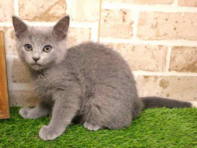 兵庫県のロシアンブルー (ペット・プラザ アミーゴ神戸西店/2025年9月15日生まれ/女の子/ブルー)の子猫の3枚目の画像