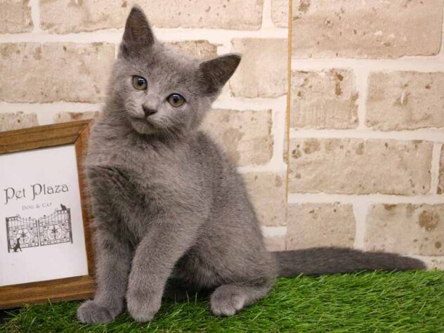 兵庫県のロシアンブルー (ペット・プラザ アミーゴ神戸西店/2025年9月15日生まれ/女の子/ブルー)の子猫の1枚目の画像