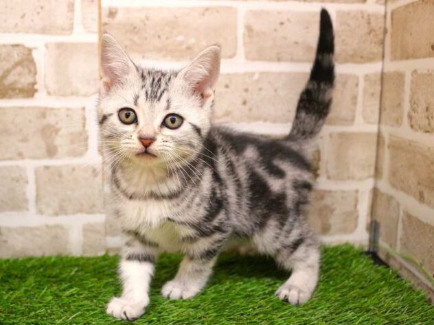 兵庫県のアメリカンショートヘアー (ペット・プラザ アミーゴ神戸西店/2025年9月21日生まれ/女の子/シルバータビー)の子猫の1枚目の画像