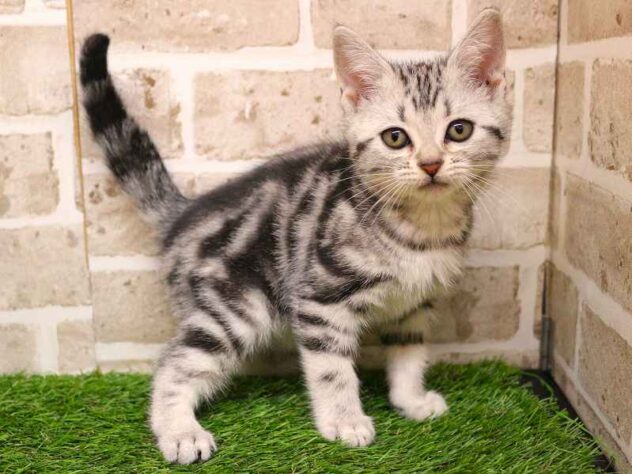 兵庫県のアメリカンショートヘアー (ペット・プラザ アミーゴ神戸西店/2025年9月21日生まれ/女の子/シルバータビー)の子猫の2枚目の画像