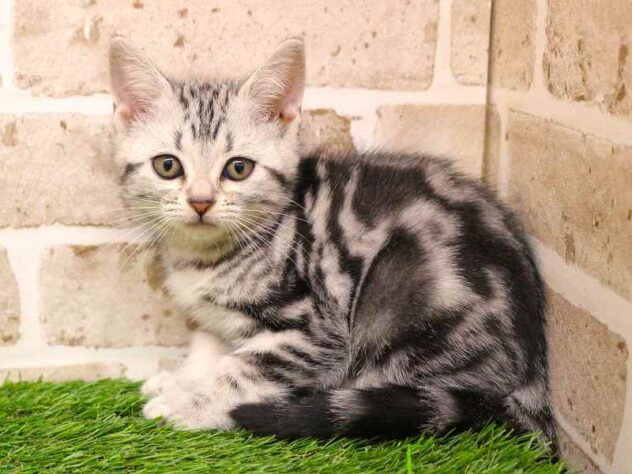 兵庫県のアメリカンショートヘアー (ペット・プラザ アミーゴ神戸西店/2025年9月21日生まれ/女の子/シルバータビー)の子猫の3枚目の画像