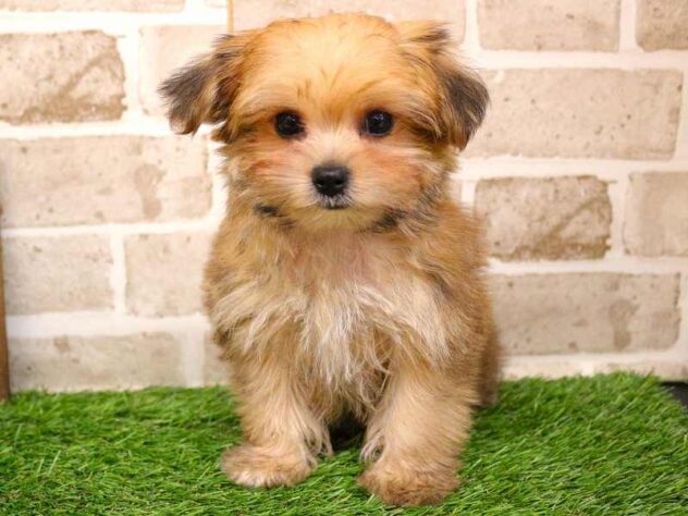 兵庫県のマルキー/マルヨーキー(マルチーズ×ヨークシャーテリア) (ペット・プラザ アミーゴ神戸西店/2025年9月27日生まれ/男の子/レッド)の子犬の1枚目の画像