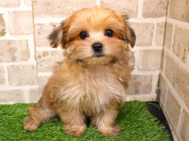 兵庫県のマルキー/マルヨーキー(マルチーズ×ヨークシャーテリア) (ペット・プラザ アミーゴ神戸西店/2025年9月27日生まれ/男の子/レッド)の子犬の3枚目の画像