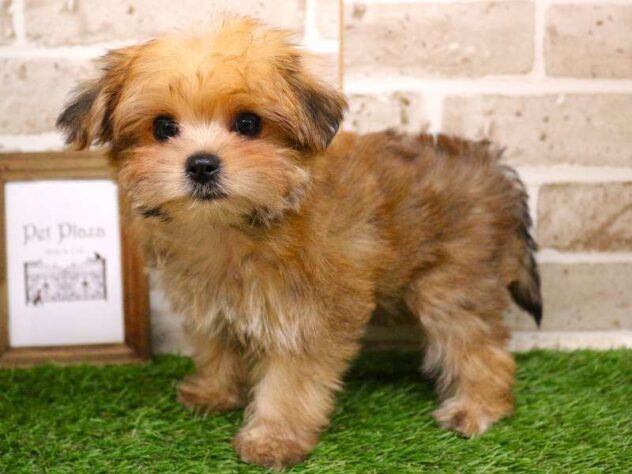 兵庫県のマルキー/マルヨーキー(マルチーズ×ヨークシャーテリア) (ペット・プラザ アミーゴ神戸西店/2025年9月27日生まれ/男の子/レッド)の子犬の2枚目の画像