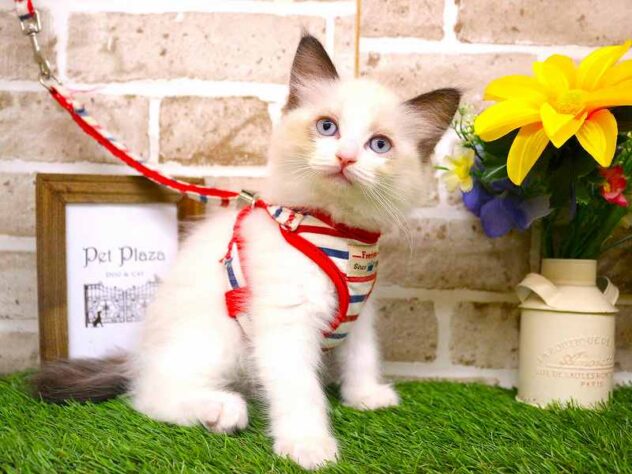 兵庫県のラグドール (ペット・プラザ アミーゴ神戸西店/2025年9月25日生まれ/女の子/シールポイントバイカラー)の子猫の3枚目の画像