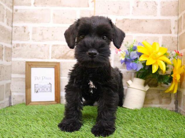 兵庫県のミニチュアシュナウザー (ペット・プラザ アミーゴ神戸西店/2025年9月25日生まれ/女の子/ブラック)の子犬の1枚目の画像