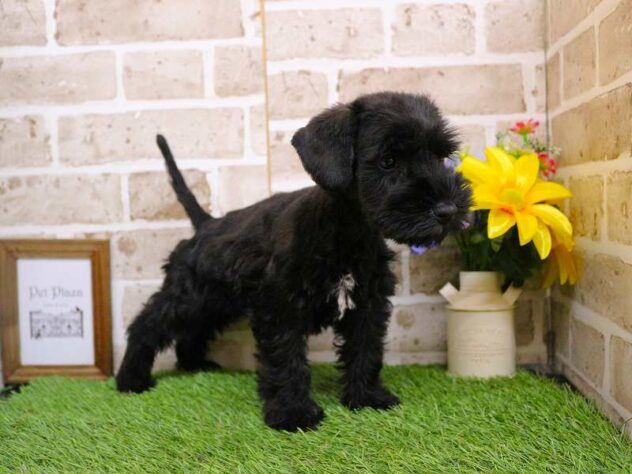 兵庫県のミニチュアシュナウザー (ペット・プラザ アミーゴ神戸西店/2025年9月25日生まれ/女の子/ブラック)の子犬の3枚目の画像