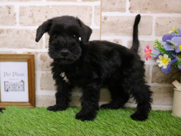 兵庫県のミニチュアシュナウザー (ペット・プラザ アミーゴ神戸西店/2025年9月25日生まれ/女の子/ブラック)の子犬の2枚目の画像