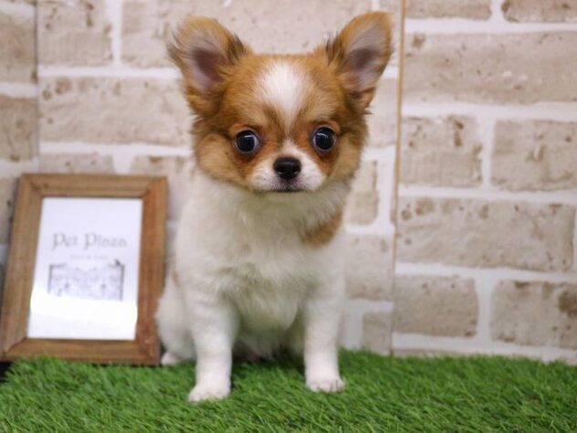 兵庫県のチワワ(ロング) (ペット・プラザ アミーゴ神戸西店/2025年9月19日生まれ/男の子/ホワイトレッド)の子犬の1枚目の画像