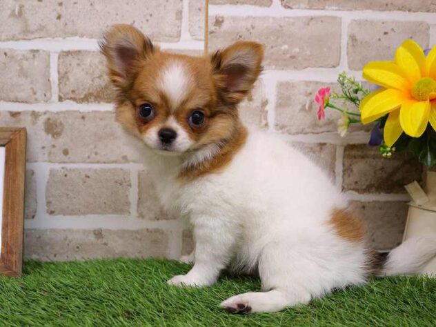 兵庫県のチワワ(ロング) (ペット・プラザ アミーゴ神戸西店/2025年9月19日生まれ/男の子/ホワイトレッド)の子犬の3枚目の画像