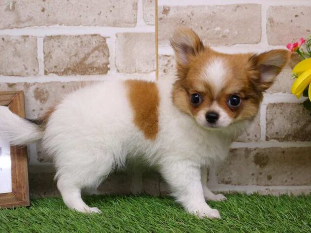 兵庫県のチワワ(ロング) (ペット・プラザ アミーゴ神戸西店/2025年9月19日生まれ/男の子/ホワイトレッド)の子犬の2枚目の画像