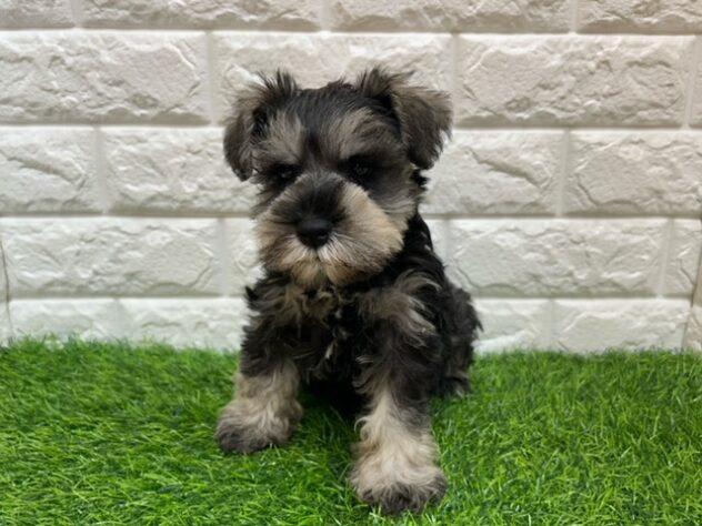 新潟県のミニチュアシュナウザー (アミーゴ紫竹山店/2025年8月31日生まれ/男の子/ソルトペッパー)の子犬