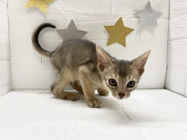 宮城県のアビシニアン (アミーゴ仙台富沢店/2025年9月23日生まれ/男の子/ブルー)の子猫