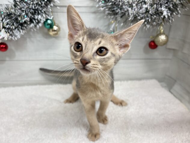 宮城県のアビシニアン (アミーゴ仙台富沢店/2025年9月23日生まれ/男の子/ブルー)の子猫の2枚目の画像