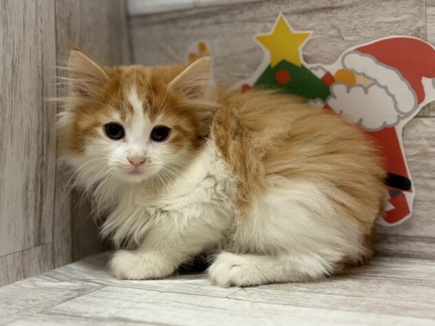 宮城県のノルウェージャンフォレストキャット (アミーゴ多賀城店/2025年9月14日生まれ/男の子/レッドタビーホワイト)の子猫