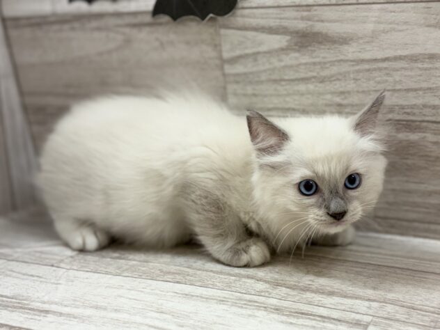 宮城県のラグドール (アミーゴ多賀城店/2025年8月8日生まれ/男の子/ブルーポイント)の子猫