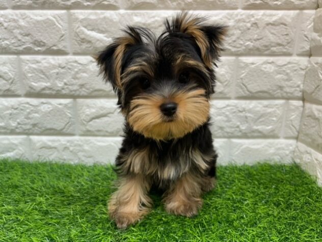 新潟県のヨークシャーテリア (アミーゴ紫竹山店/2025年9月15日生まれ/女の子/スチールブルータン)の子犬の1枚目の画像