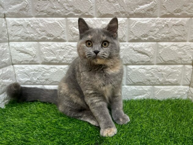 新潟県のスコティッシュフォールド (アミーゴ紫竹山店/2025年7月15日生まれ/女の子/ブルークリーム)の子猫の1枚目の画像