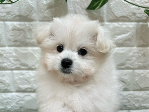 新潟県のハーフ犬・ミックス犬 (アミーゴ紫竹山店/2025年8月26日生まれ/女の子/ホワイト)の子犬の4枚目の画像