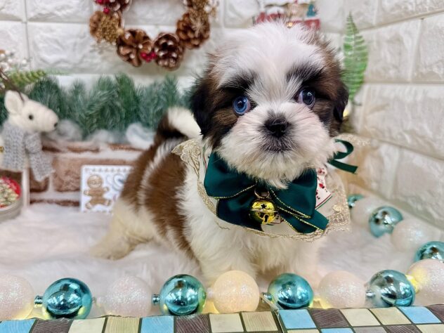 兵庫県のシーズー (ワンキャラット アミーゴ姫路花田店/2025年9月20日生まれ/女の子/ゴールドホワイト)の子犬の3枚目の画像