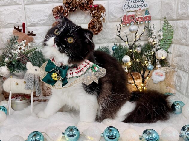 兵庫県のスコティッシュフォールド (ワンキャラット アミーゴ姫路花田店/2025年5月28日生まれ/男の子/ブラックホワイト)の子猫の3枚目の画像