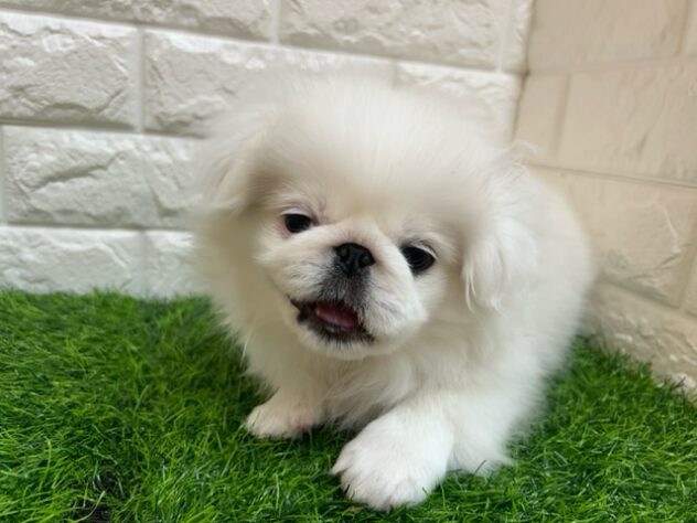 新潟県のペキニーズ (アミーゴ紫竹山店/2025年7月28日生まれ/男の子/ホワイト)の子犬の4枚目の画像